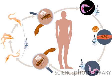 "Bệnh AIDS mới của châu Mỹ" do bọ xít hút máu - 2