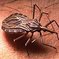 Sức khỏe đời sống - "Bệnh AIDS mới của châu Mỹ" do bọ xít hút máu