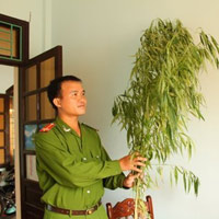 Tin tức trong ngày - Trồng cần sa giữa nhà để thỏa mãn cơn nghiện