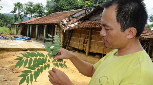 Sống lại những mầm sưa quý - 1