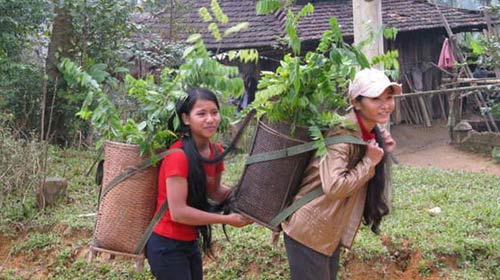 Sống lại những mầm sưa quý - 2