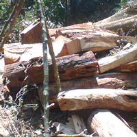 Tin tức trong ngày - Sưa trăm tỷ: 11 "sưa tặc" ra trình diện