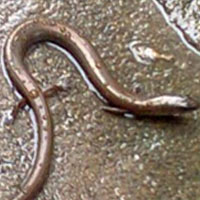 Phi thường - kỳ quặc - Đồng Tháp xuất hiện "rắn có chân"