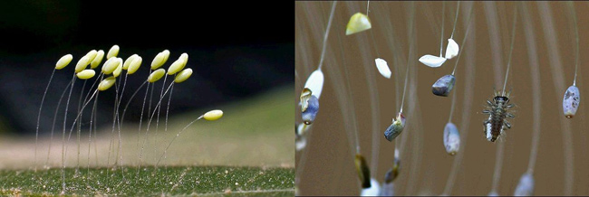 Khi chúng ta nhìn kĩ hơn vào những bông hoa ưu đàm hình dáng nó sắc sảo như 1 chiếc chuông nhỏ. Nhưng đặc biệt hơn cả, đó là những ai tin vào khoa học đều cho rằng bông ’hoa lạ’ này là trứng của loài côn trùng có cánh. Ảnh: Trứng của côn trùng Chrýopa trước (hình trái) và sau khi nở (hình phải).
