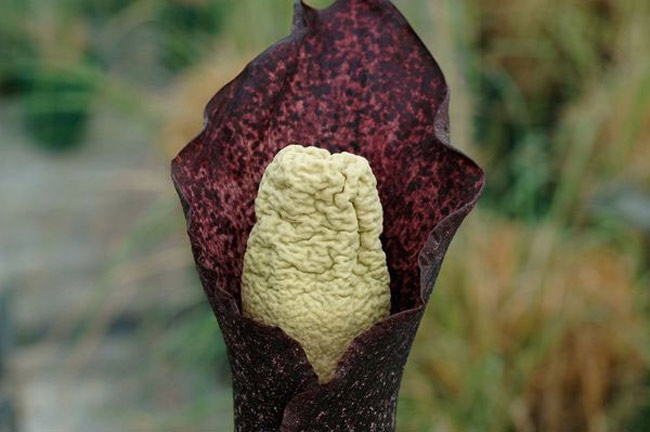 Loài hoa mới được phát hiện trên quần đảo Madagascar được định danh là A. perrieri, xếp thứ 170 trong giống Hoa Amorphophallus.