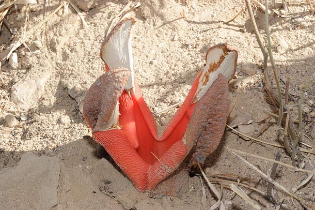 Loài hoa thối này thường sống ở vùng sa mạc khô cằn của Nam Phi.
Loài hoa này được gọi là Aristolochia californica. Nó có mùi rất khó chịu để thu hút các loài côn trùng ăn xác chết.
