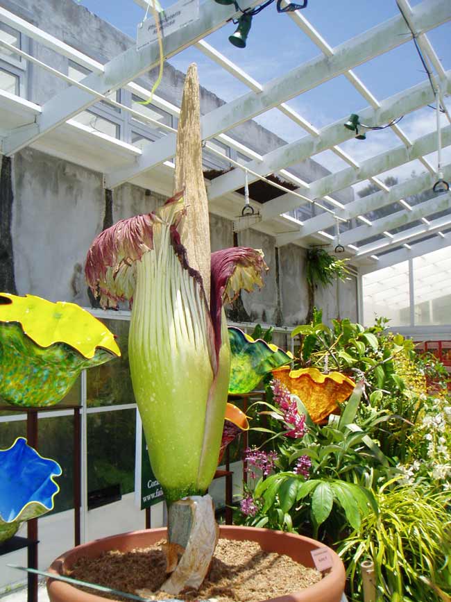 Amorphophallus titanium là tên gọi khoa học của loài hoa “thối” khổng lồ này.