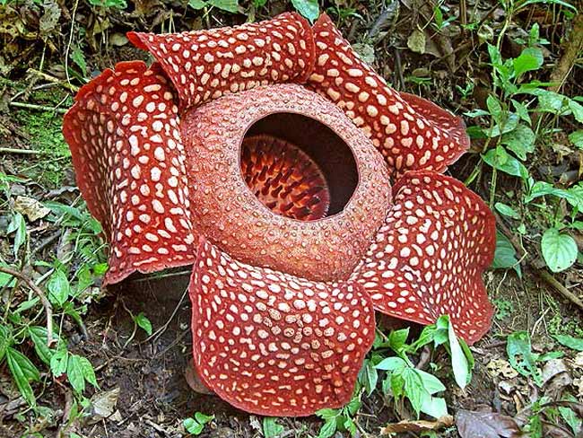 Xin giới thiệu đây là bông hoa to nhất thế giới: hoa Rafflesia arnoldii