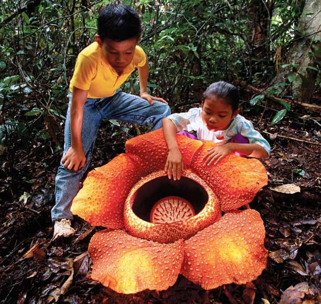 Nhưng phải cảnh báo ngay rằng, nó có mùi kinh dị, giống mùi thịt thối. Những bông hoa to tới 91 cm này chỉ có ở Indonesia và Malaysia.