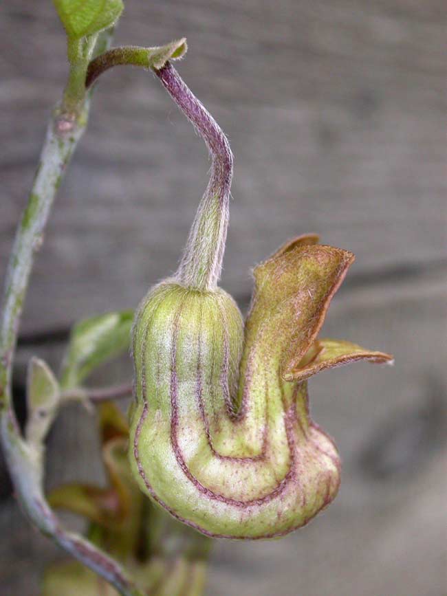 Loài hoa này được gọi là Aristolochia californica. Nó có mùi rất khó chịu để thu hút các loài côn trùng ăn xác chết.