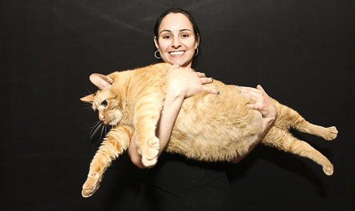 Chú mèo béo nhất thế giới - 1