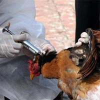 Tin tức trong ngày - Bé trai nhiễm H5N1 ở TQ đang nguy kịch