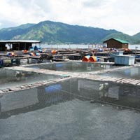 Thị trường - Tiêu dùng - Người TQ nuôi cá trái phép ở Vũng Rô