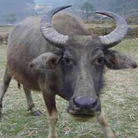 Sức khỏe đời sống - Thai phụ bị trâu húc thủng bụng