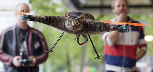 Chiếc trực thăng làm từ xác mèo - 1