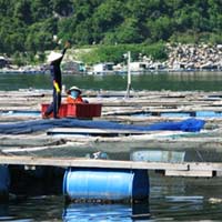 Thị trường - Tiêu dùng - Có dấu hiệu tiếp tay cho người TQ nuôi cá?