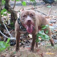 Tin tức trong ngày - Chó cảnh "khủng", hung dữ: Ai quản?