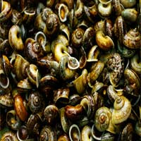 Ẩm thực - Săn ốc thuốc