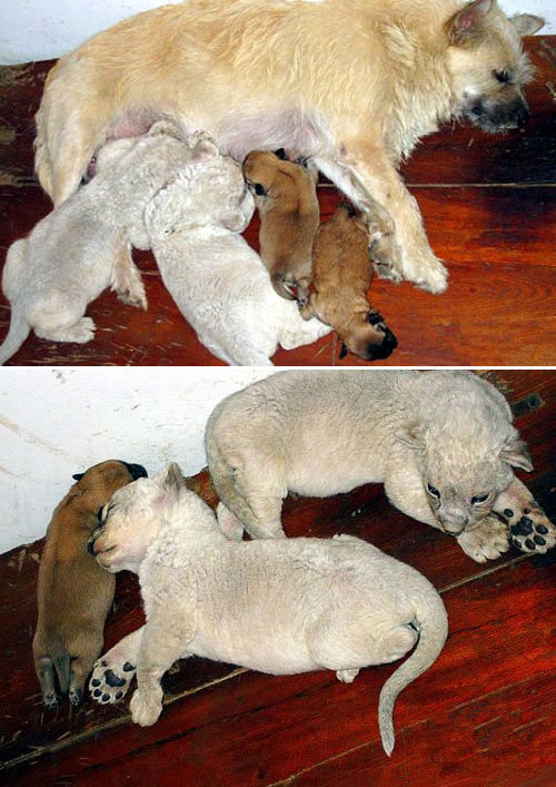 Người đàn ông "làm mẹ" của 8 chú vịt - 12