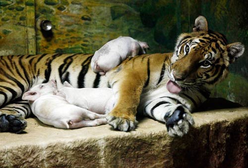 Người đàn ông "làm mẹ" của 8 chú vịt - 5