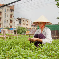 Tin tức trong ngày - Hà Nội chi 2 tỉ đồng bảo tồn húng láng