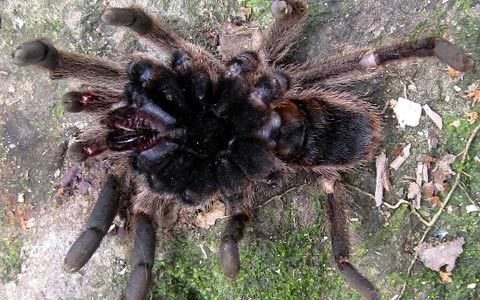 Phát hiện nhện độc khổng lồ ở Hà Tĩnh - 2