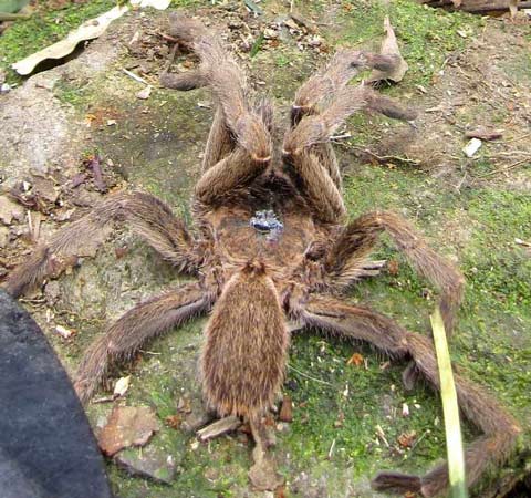 Phát hiện nhện độc khổng lồ ở Hà Tĩnh - 1