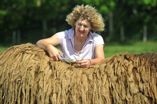 Chú lừa với bộ lông như tấm thảm - 2