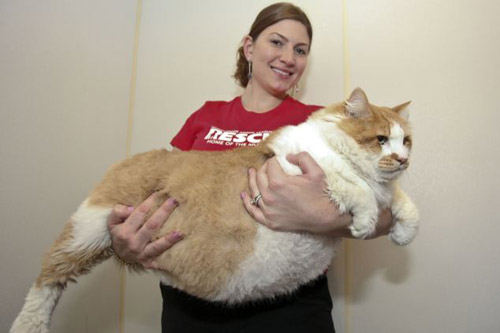 Chú lừa với bộ lông như tấm thảm - 8