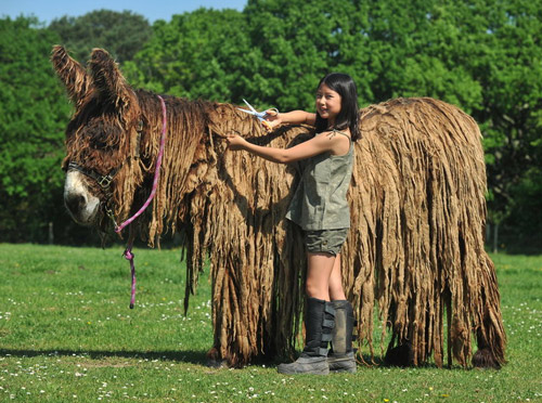 Chú lừa với bộ lông như tấm thảm - 1