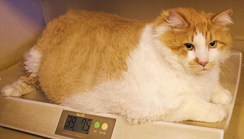 Chú lừa với bộ lông như tấm thảm - 4