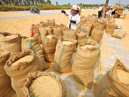 Chính sách mua gạo “khó hiểu” của TQ - 1
