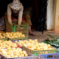 Thị trường - Tiêu dùng - Rau Đà Lạt: Vàng thau lẫn lộn