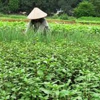 Tin tức trong ngày - Làm rõ phương án bảo tồn húng Láng