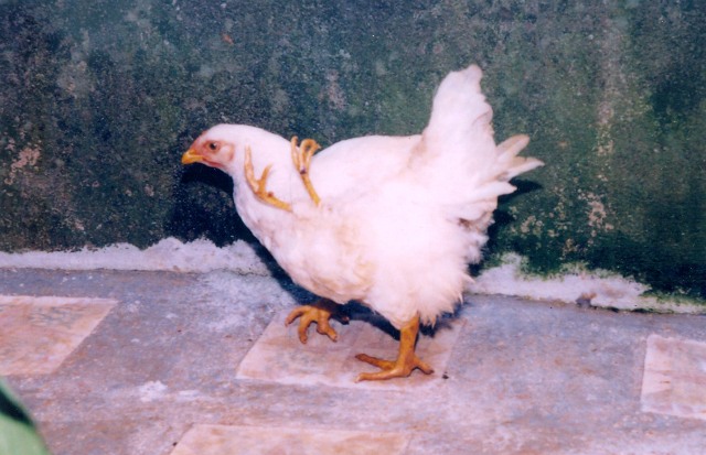 Bộ sưu tập thạch quả và sinh vật lạ - 5