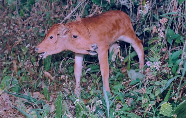 Bộ sưu tập thạch quả và sinh vật lạ - 6