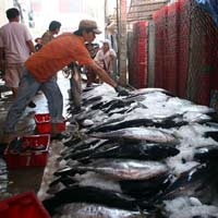 Tin Đà Nẵng - Làm ăn thời khốn khó (1): Sống mòn