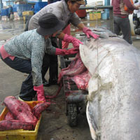 Thị trường - Tiêu dùng - Ngư dân miền Trung thắng lớn