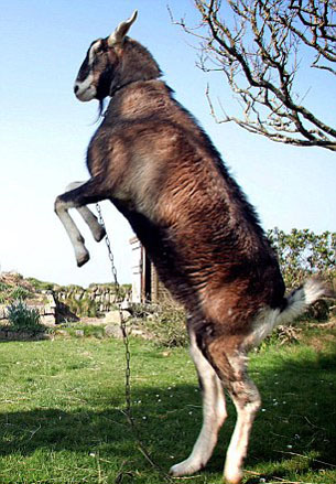 Chú lừa nhận nhầm chủng loại - 2