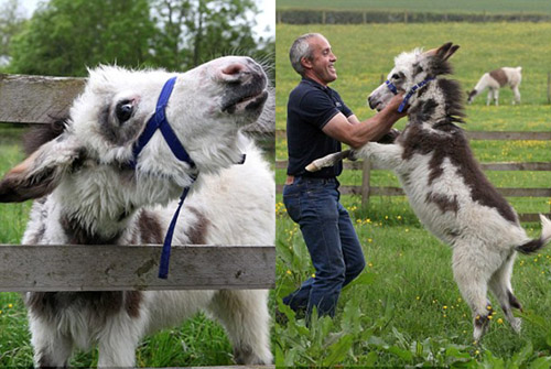 Chú lừa nhận nhầm chủng loại - 3