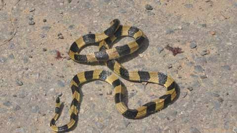 Hoảng loạn vì rắn độc bò khắp xe khách - 2