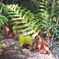 Thị trường - Tiêu dùng - Đổ xô vào rừng tìm cây thuốc bán cho TQ