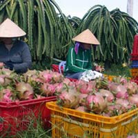 Thị trường - Tiêu dùng - Trái cây lo giảm xuất khẩu