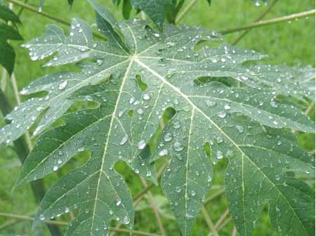 Thực hư lá đu đủ chữa ung thư? - 2