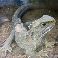 Phi thường - kỳ quặc - 5 loài sống thọ so với con người