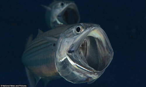 Loài cá trong suốt ma quái ở Biển Đỏ - 2