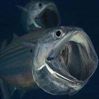 Tin tức trong ngày - Loài cá trong suốt ma quái ở Biển Đỏ