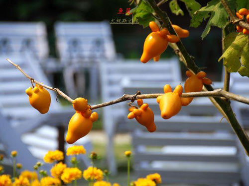 Quả "nhũ hoa" kỳ lạ tại Nepal - 2