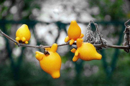 Quả "nhũ hoa" kỳ lạ tại Nepal - 3