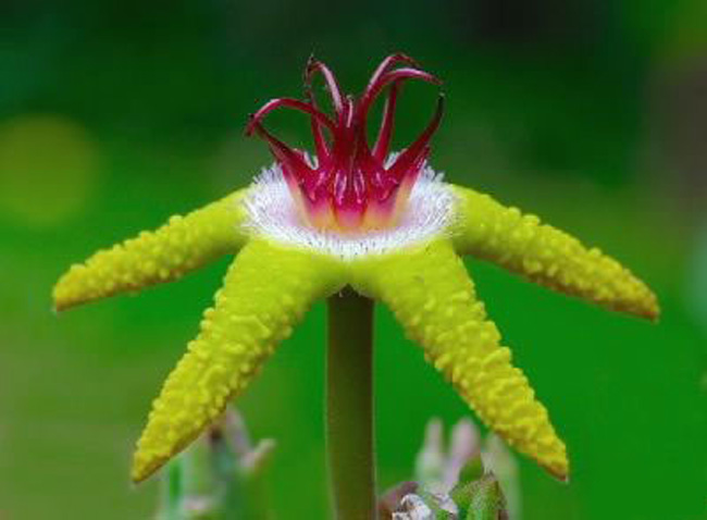 2. Đây là loài hoa Stapelia flavopurpurea xuất xứ ở Namibia